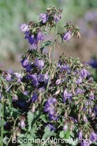 Campanula kemulariae                    